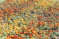 Field of red and yellow marigolds. Royalty Free Stock Photo